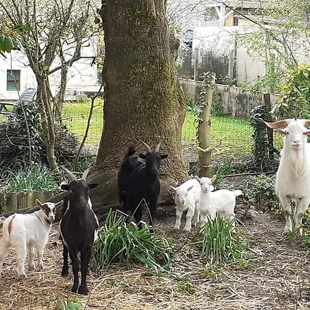 Campagnard Pres Du Mans - Calme, Confort Et Commodites A Proximite - Fr-1-410-327