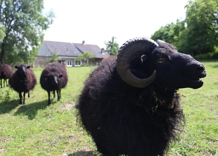 Campagnard Pres Du Mans - Calme, Confort Et Commodites A Proximite - Fr-1-410-327