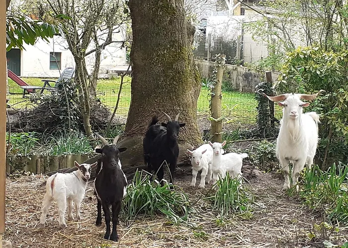 Campagnard Pres Du Mans - Calme, Confort Et Commodites A Proximite - Fr-1-410-327